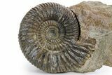 Jurassic Ammonite (Parkinsonia) Fossil - Germany #361338-1
